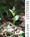 Silver orchid 1 125750386