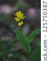 Golden orchid 6 125750387