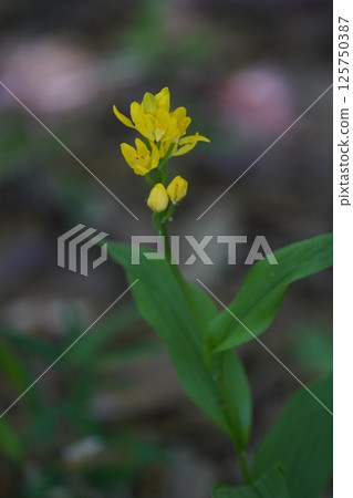 金蘭花6 金蘭花6 125750387