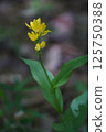 Golden orchid 5 125750388