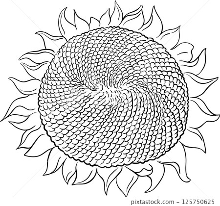 Sunflower Flower with Seeds Outline Illustration. 125750625