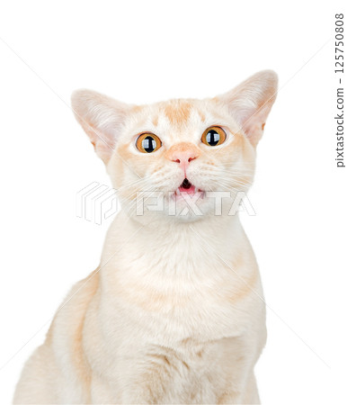 Burmese cat with wide open eyes and open mouth on a transparent background Burmese cat with wide open eyes and open mouth on a transparent background 125750808