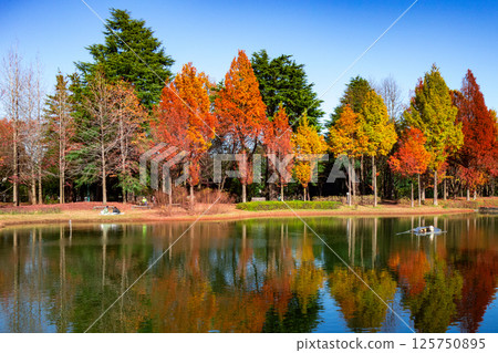 Autumn leaves of trees reflected in the pond Autumn leaves of trees reflected in the pond 125750895