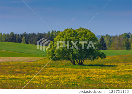 Field with yellow dandelions and blue sky Field with yellow dandelions and blue sky 125751153