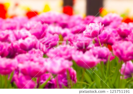 Close-up of peony-flowered tulips (Yushien Garden, Shimane Prefecture) 125751191