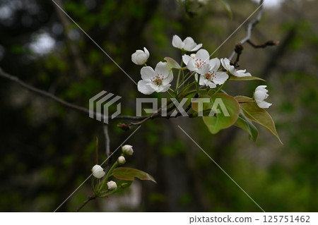 Yamanashi Yamanashi 125751462