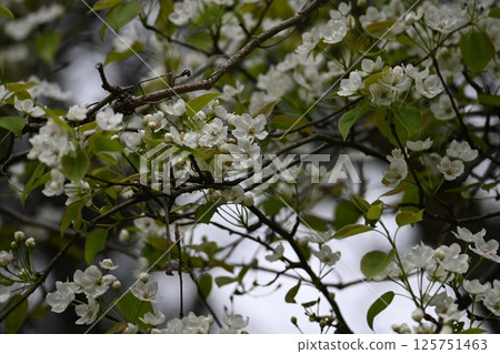 Yamanashi Yamanashi 125751463