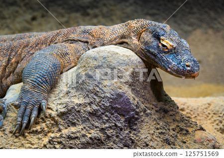 Komodo Dragon Resting on Rock 125751569