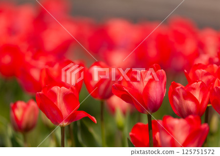 Colorful Tulips Blooming at the Hakuta Tulip Festival (Shimane Prefecture) Colorful Tulips Blooming at the Hakuta Tulip Festival (Shimane Prefecture) 125751572