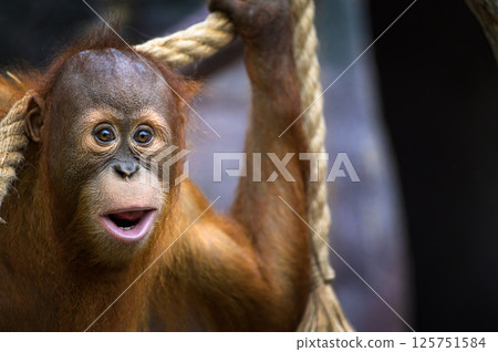 Young Orangutan Holding Rope Young Orangutan Holding Rope 125751584