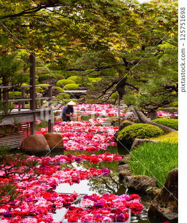 Vibrant Peonies at the Peony Garden in Yushien Garden (Shimane Prefecture) 125751698