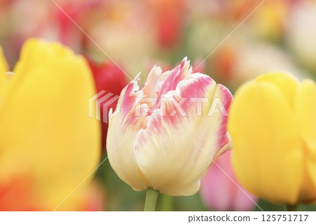 Soft and cute white and pink tulips, colorful Soft and cute white and pink tulips, colorful 125751717