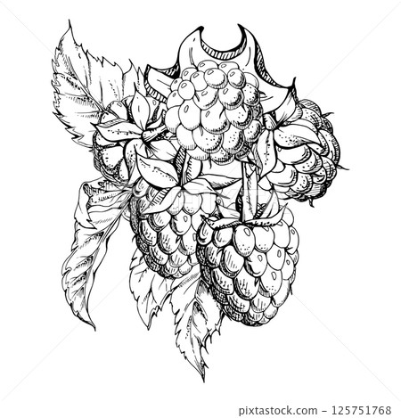 Raspberry ripe berries hanging in group with leaves, stalks hand drawn in vector ink, dewberry cloudberry mulberry loganberry. Cut out botanical boutonniere illustration. Farmer calendar, florist shop 125751768