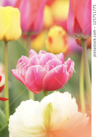 Colorful tulips shining in the spring light - Yae Colorful tulips shining in the spring light - Yae 125751775