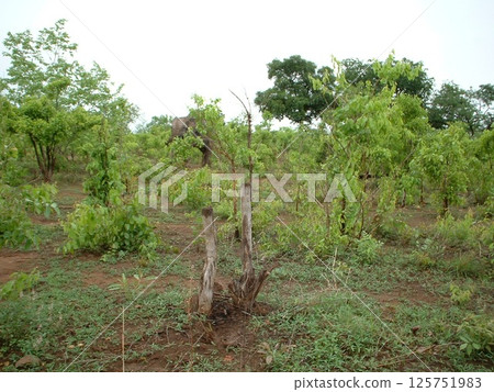 Mole National Park @ Ghana ☆mar_lapin Mole National Park @ Ghana ☆mar_lapin 125751983