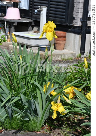 花園裡盛開的黃色德國鳶尾花 125752015