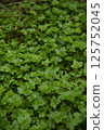 Mitsuba (honeywort) cluster 125752045