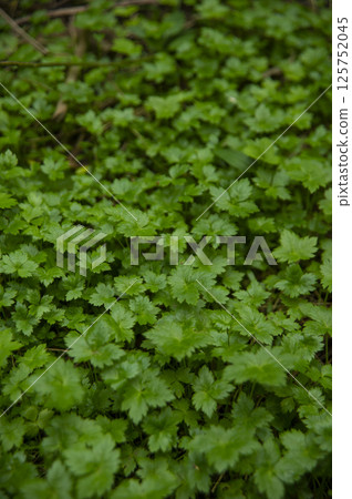 Mitsuba (honeywort) cluster 125752045
