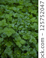 Mitsuba (honeywort) cluster 125752047
