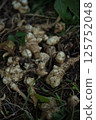 Jerusalem artichoke harvest 125752048
