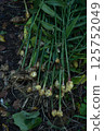 Ginger harvest 125752049