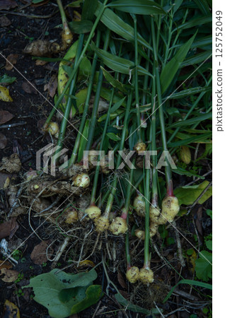 Ginger harvest 125752049