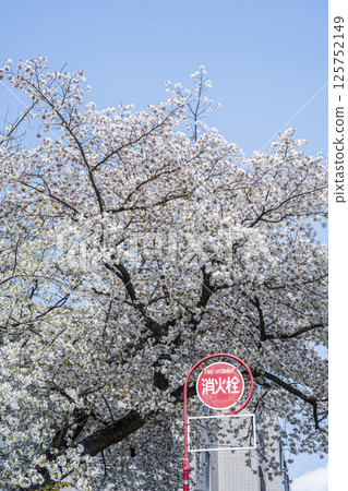 Cherry tree in full bloom  125752149