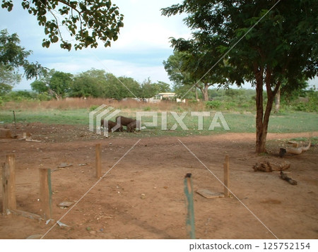 Mole National Park @GHANA ☆mar_lapin 125752154