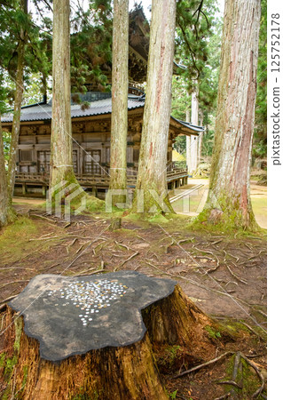 高野山:和歌山縣中門和西塔砍伐的木材樹樁 高野山:和歌山縣中門和西塔砍伐的木材樹樁 125752178