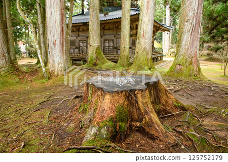 高野山：和歌山縣中門和西塔砍伐的木材樹樁 125752179