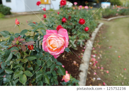 Arao City Ominous Citizen Flower Bed Rose Flower, 125752236