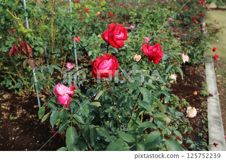 荒尾市少女公民花壇玫瑰花， 125752239