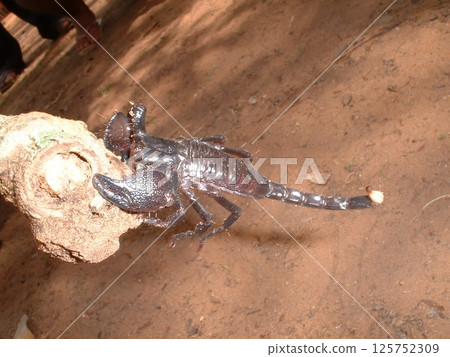 Black scorpion @ Mole National Park ☆mar_lapin Black scorpion @ Mole National Park ☆mar_lapin 125752309