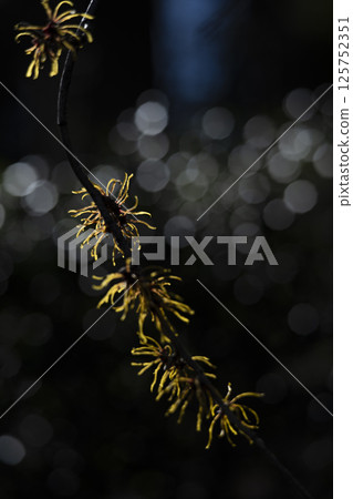 Witch hazel flower 125752351