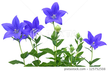 Chinese bellflower flower one of the seven herbs in autumn (fixed photo) Chinese bellflower flower one of the seven herbs in autumn (fixed photo) 125752508