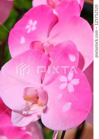 科技界的稀有蘭花 125752520