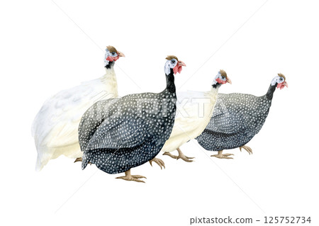 Black and white guineafowl flock watercolor illustration isolated on white. Grazing farm poultry yard bird with black feathers and spots. Funny and cute African domestic guinea hens clip art 125752734