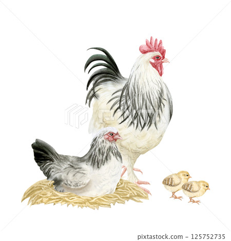 Chicken on nest, rooster and baby chicks watercolor isolated illustration. Poultry yard birds in black, white and beige for farm animals designs. Realistic fowls clip art for organic goods 125752735