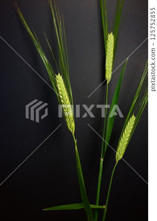 The Movement of Wheat The Movement of Wheat 125752855