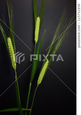 The Movement of Wheat 125752856