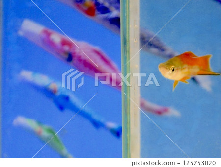 They swim comfortably in the clear May sky. 125753020