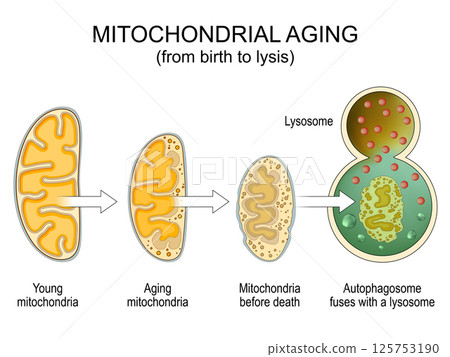 Mitochondrial aging. Mitochondrial senescence, structural changes Mitochondrial aging. Mitochondrial senescence, structural changes 125753190