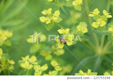 Nectar Nectar 125753298