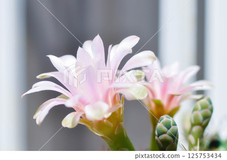 Gymnocalycium ,Gymnocalycium mihanovichii or gymnocalycium mihanovichii variegated with flower or cactus flower Gymnocalycium ,Gymnocalycium mihanovichii or gymnocalycium mihanovichii variegated with flower or cactus flower 125753434