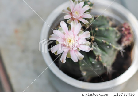 Gymnocalycium ,Gymnocalycium mihanovichii or gymnocalycium mihanovichii variegated with flower or cactus flower Gymnocalycium ,Gymnocalycium mihanovichii or gymnocalycium mihanovichii variegated with flower or cactus flower 125753436
