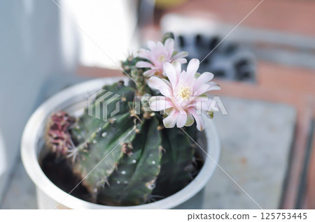Gymnocalycium ,Gymnocalycium mihanovichii or gymnocalycium mihanovichii variegated with flower or cactus flower Gymnocalycium ,Gymnocalycium mihanovichii or gymnocalycium mihanovichii variegated with flower or cactus flower 125753445