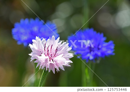 Yagurumagiku (Yagurugiku) Yagurumagiku (Yagurugiku) 125753446