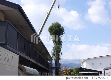 砍伐長得太大的樹 125753805