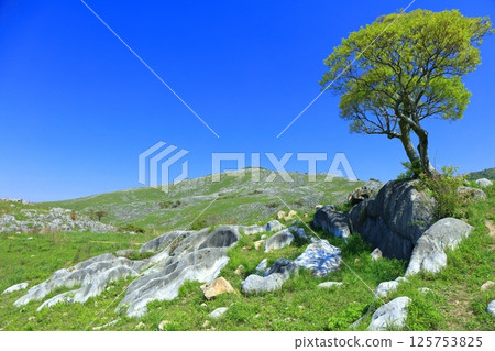 [Fukuoka Prefecture] Fresh greenery seen from Chagadoko Garden in Hiraodai Karst 125753825
