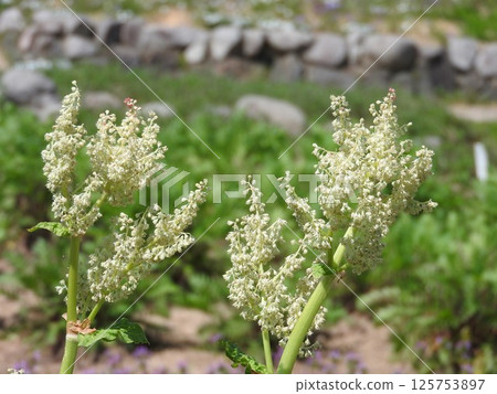 Rhubarb flowers Rhubarb flowers 125753897